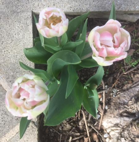 Tulipes2 1