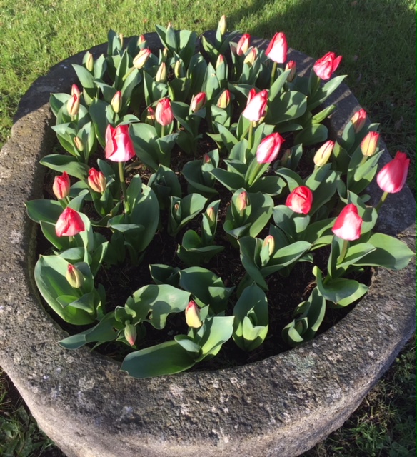 Tulipes4