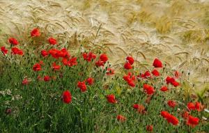 Ble coquelicots