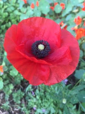 Coquelicot1