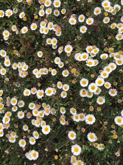 Erigeron2