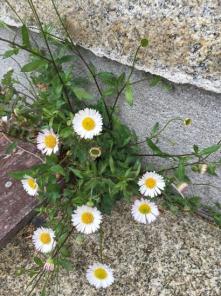 Erigeron3