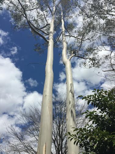 Eucalyptus4