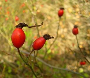 Fruit rouge