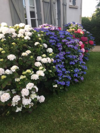 Hortensia couleur 1