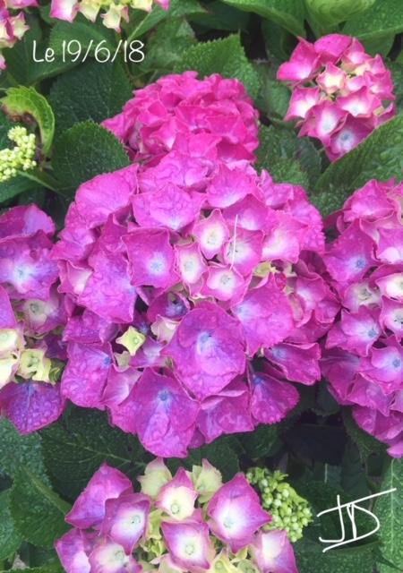 Hortensia en larmes