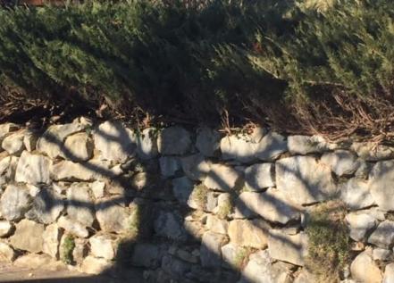 L ombre d un arbre