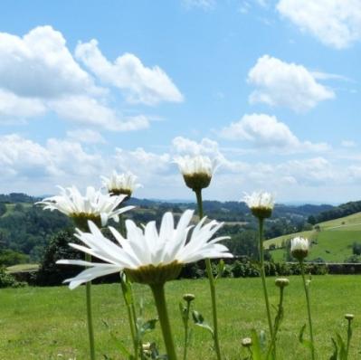 Marguerites et nuages