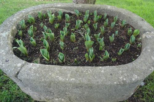 Petites tulipes