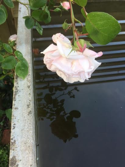 Rose au bassin